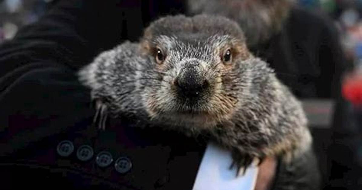 How Accurate Are Punxsutawney Phil's Groundhog Day Predictions? |
